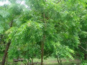 neem tree_opt